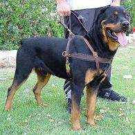 Rottweiler harness